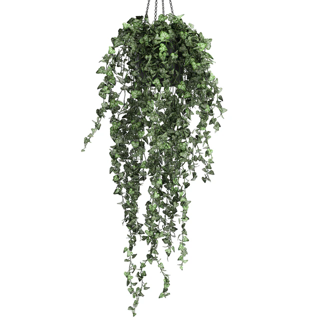 Collection of climbing and hanging plants in black pots ivy, suspension. Set 725. — Descargar