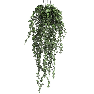 Collection of climbing and hanging plants in black pots ivy, suspension. Set 725. — Ver 5
