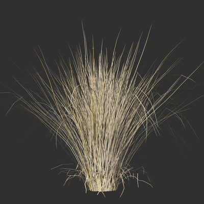Feather grass feather / Stipa pennata — View 3