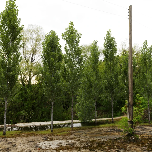 Тополь чёрный / Poplar / Populus nigra #6 — Скачать
