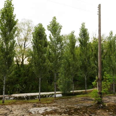 Тополь чёрный / Poplar / Populus nigra #6 — Вид 7