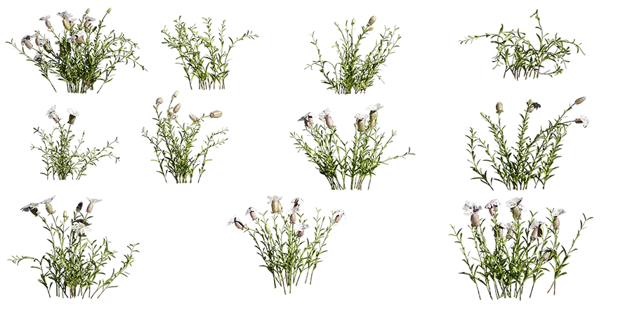 sea campion 001 — Скачать