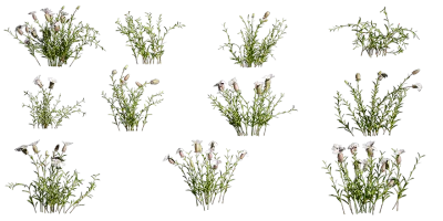 sea campion 001 — Скачать
