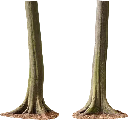 hornbeam tree trunk 002 — Descargar