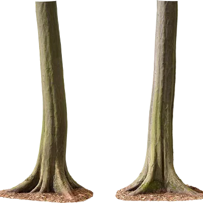 hornbeam tree trunk 002 — Descargar