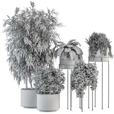 indoor Plant Set 355- Tree and Plant Set in Black pot — Вид 4
