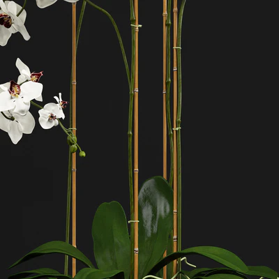 Orchid 9 — Вид 3