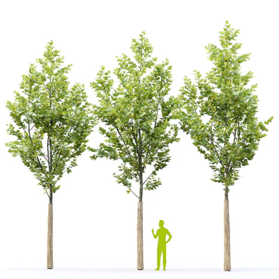 Sycamore / Platanus #22 — Ver 6