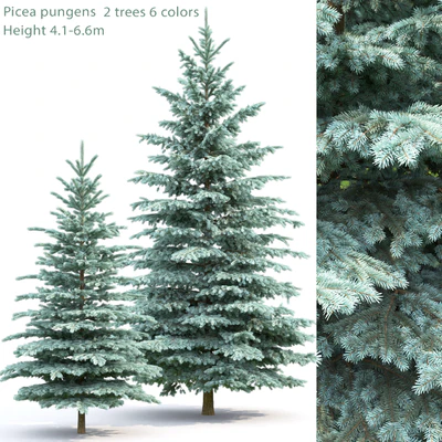 Spruce — Вид 1