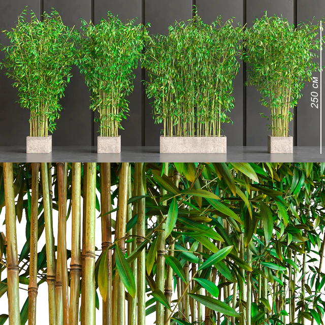 potted bamboo — Descargar
