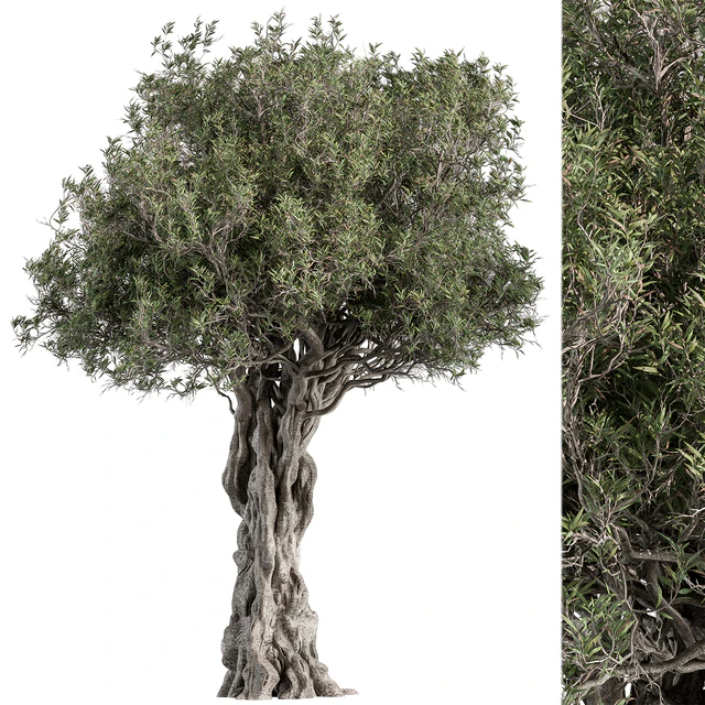 Olive Tree Set 194 — Скачать