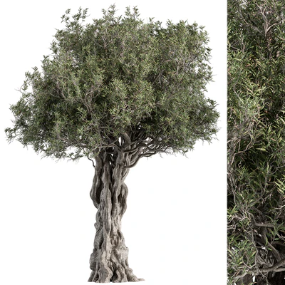 Olive Tree Set 194 — Вид 1