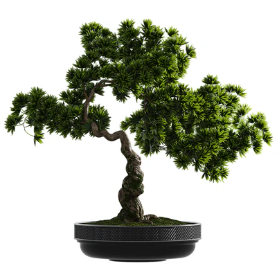 Bonsai plant — Вид 4