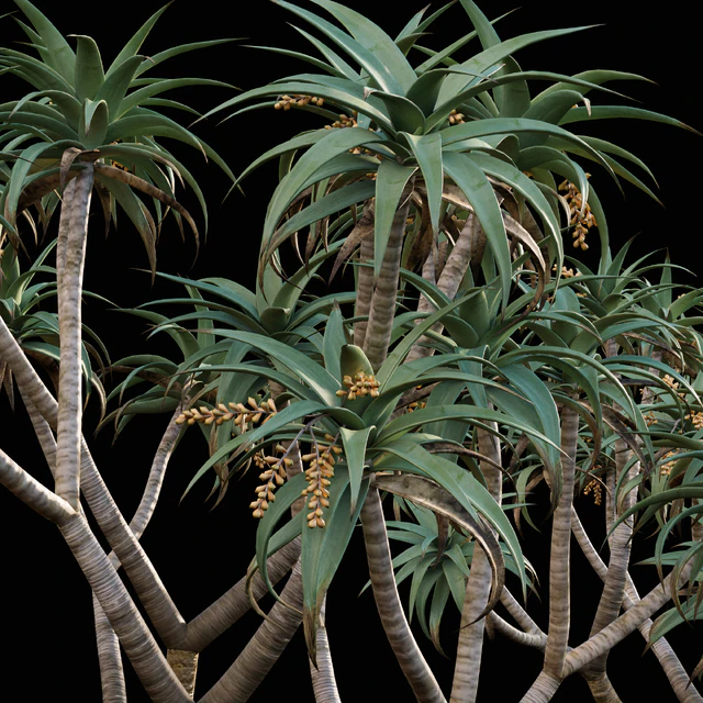 Aloe Pillansii, Aloidendron Pillansii - Giant Quiver Tree, Bastard Quiver Tree - 01 — Descargar