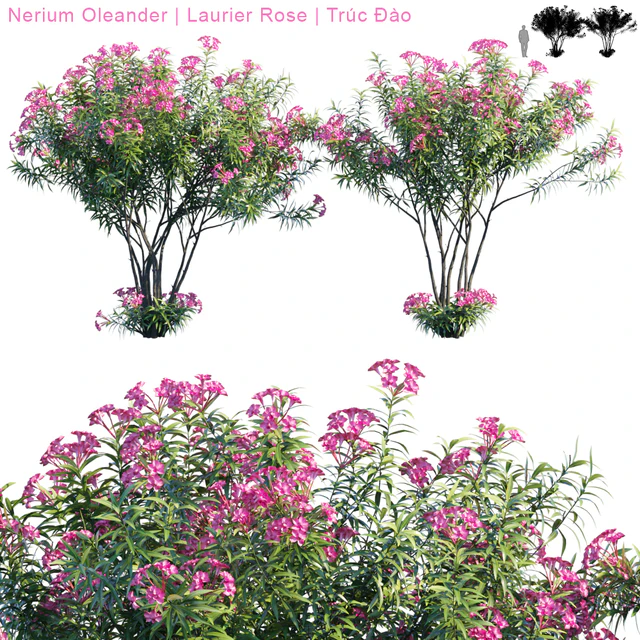 Nerium Oleander | Laurier rose — Descargar