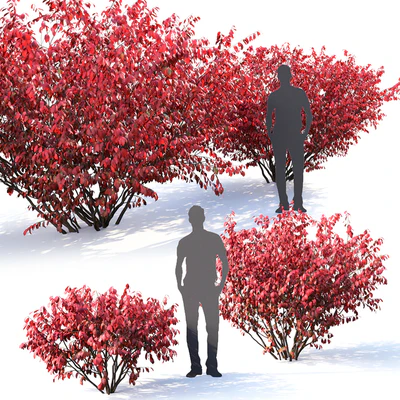 Euonymus — Ver 3