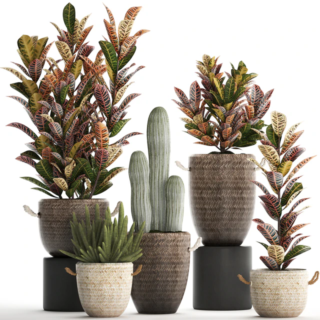 Collection of small plants in modern rattan baskets with Croton tree, cactus, sansevieria cylindrical. Set 433. — Descargar