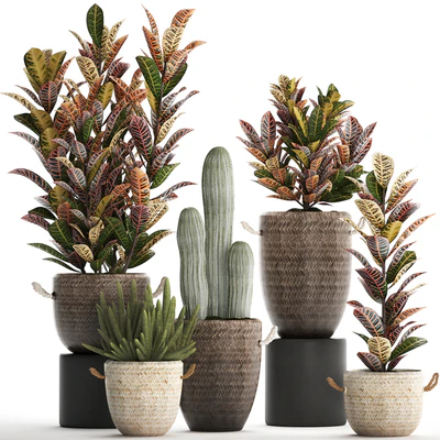 Collection of small plants in modern rattan baskets with Croton tree, cactus, sansevieria cylindrical. Set 433. — Ver 1