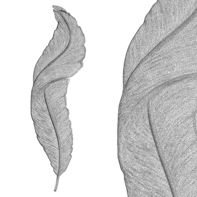Feather Wall Light — Descargar