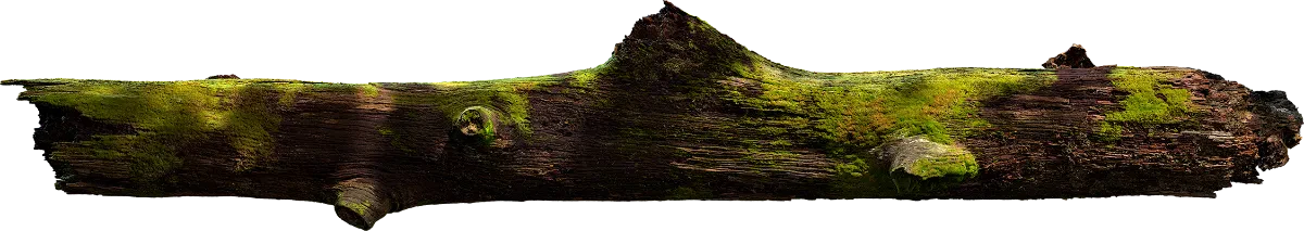 mossy tree log 001 — Скачать