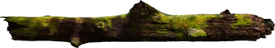 mossy tree log 001 — Скачать