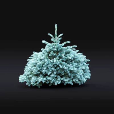 Spruce — Вид 5