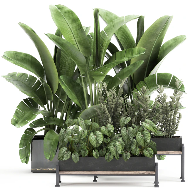 Collection of plants in potted flower beds with Thickets, Strelitzia, banana, Zamiokulkas, Philodendron, jungle. Set 914. — Descargar