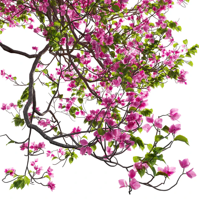 Bougainvillea 11 — Скачать