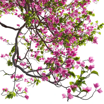 Bougainvillea 11 — Вид 4