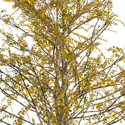 Fall Water birch Trees — Ver 5