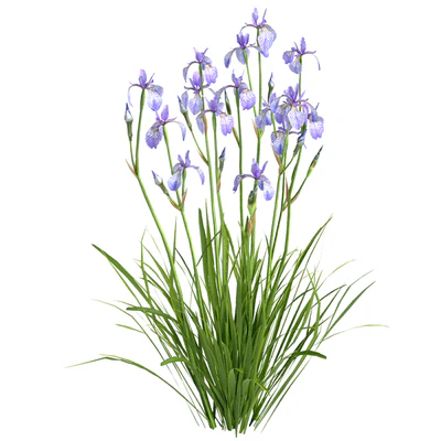 Siberian Iris01 — Ver 6