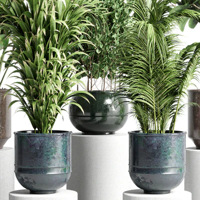 collection Indoor plant 115 metal dirt old vase handmade pot plant ravenala ficus rubbery palm — Ver 5