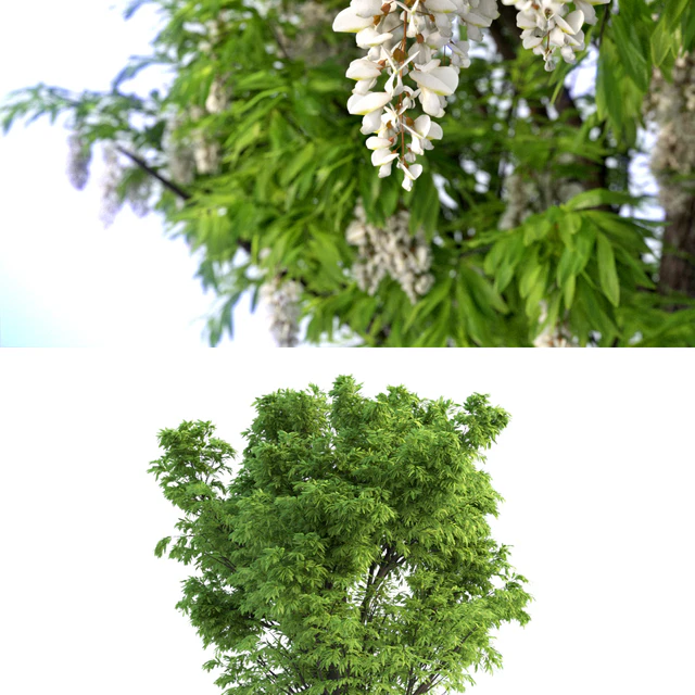 Acacia Tree — Descargar