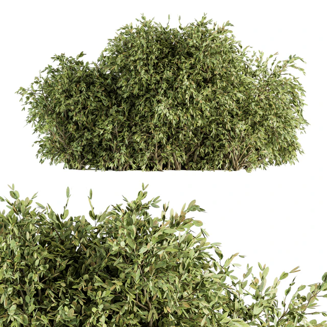 Ficuss Bush - Bush Set 13 — Descargar