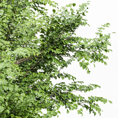 European Beech 2 Trees — Ver 6