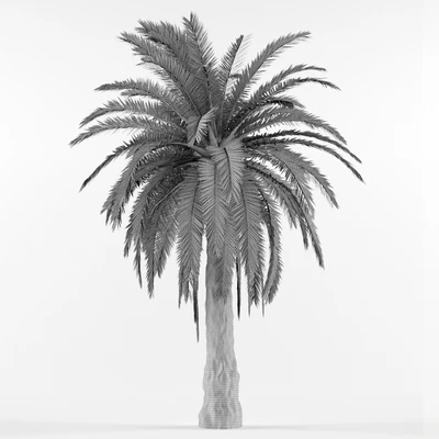 Phenicus Canary / Phoenix Canariensis — Ver 2