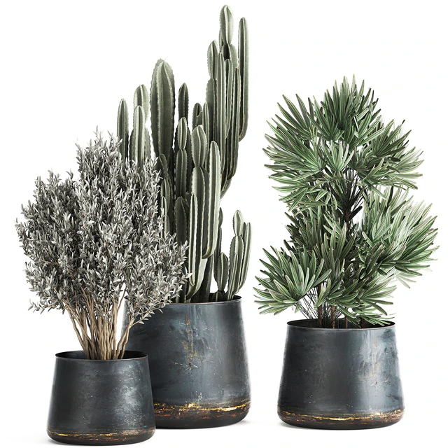 Collection of small plants in luxury pots with Cactus, palm, olive, tree, Rapeseed, Raphis, Cereus. Set 870. — Descargar