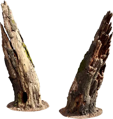 rotten tree stump 009 — Descargar