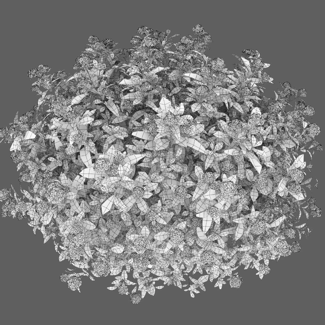 Spiraea Golden Princess — Скачать