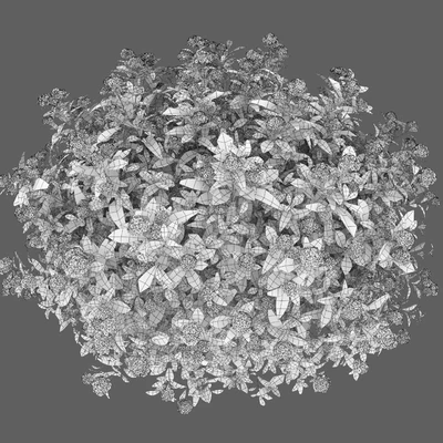 Spiraea Golden Princess — Вид 6