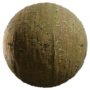 beech bark 011 — Download