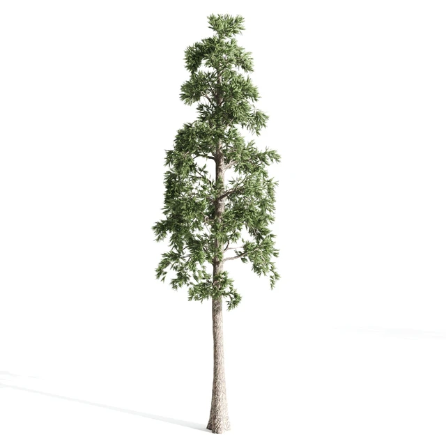 4 pines — Descargar
