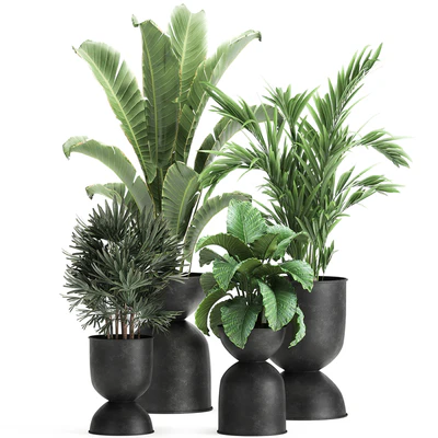 Collection of plants in black metal pots with Strelitzia, banana palm, Alokasia, rapeseed. Set 897. — Ver 1