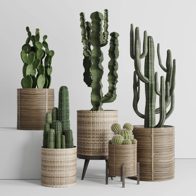 Cactus in basket — Descargar