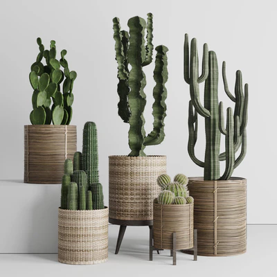 Cactus in basket — Ver 1