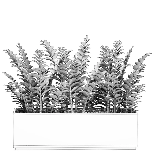 A small lush decorative exotic Zamiokulkas flower in a white pot with gravel. Set 535. — Descargar