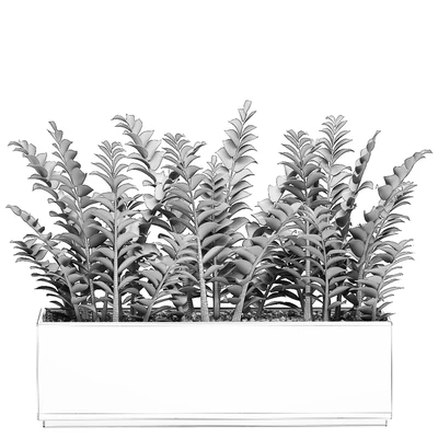 A small lush decorative exotic Zamiokulkas flower in a white pot with gravel. Set 535. — Ver 5