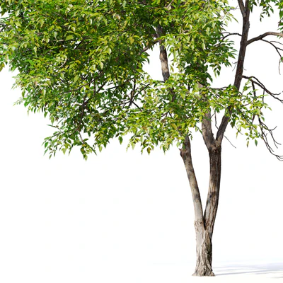 Fraxinus mandshurica — Вид 6