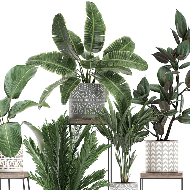 Коллекция маленьких растений на цветочной подставке в горшках с Пальма, фикус, стрелиция, полка с цветами. Набор 702 — Скачать