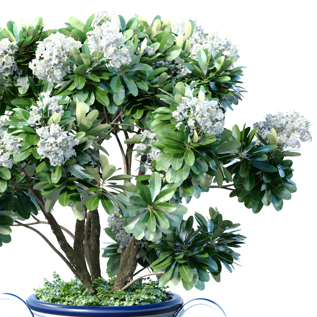 Decorative blooming garden tree with white Plumeria flowers in a vase — Descargar